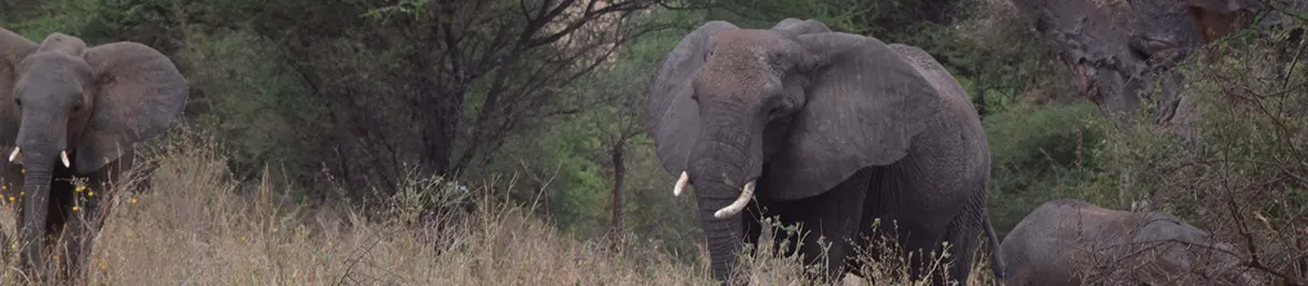 Tarangire national park