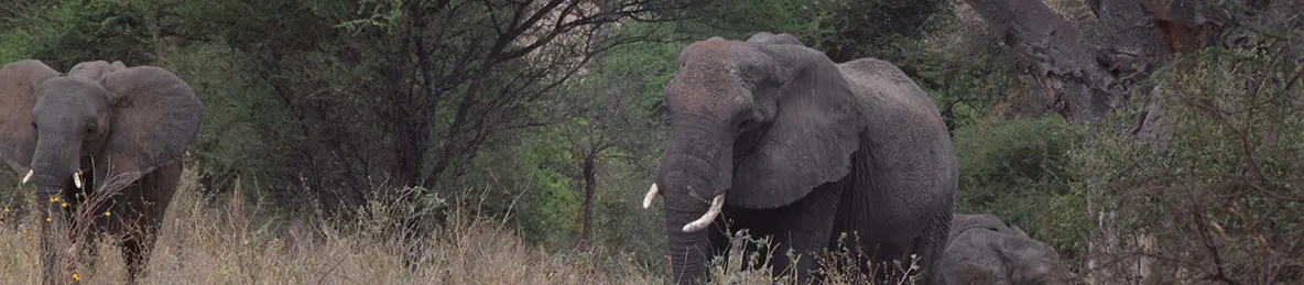 Tarangire national park