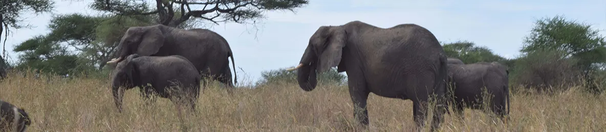 Tarangire national park