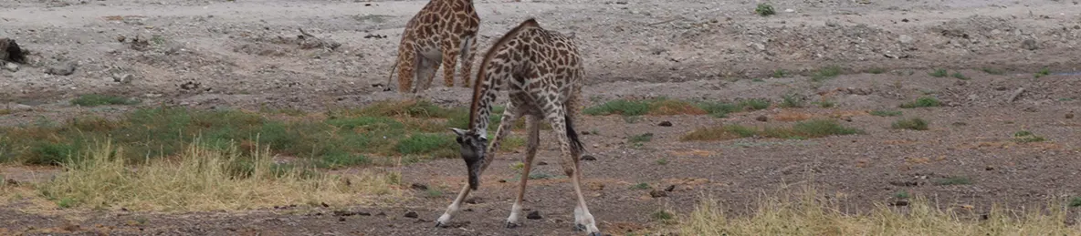 Tarangire national park