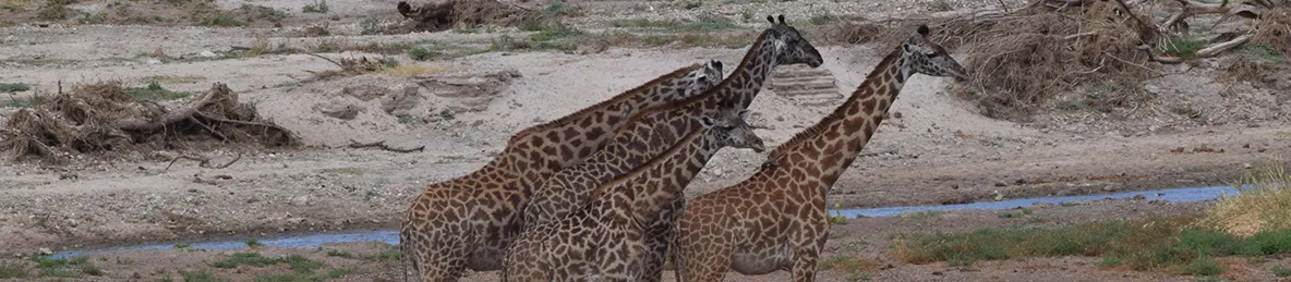 Tarangire national park