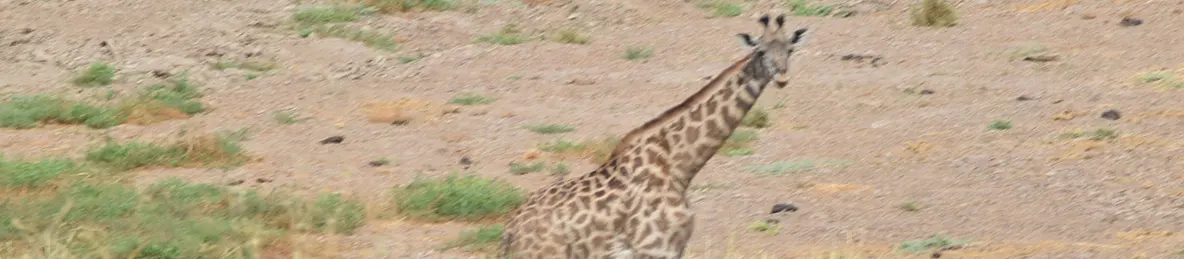 Tarangire national park