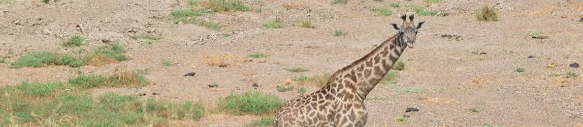 Tarangire national park