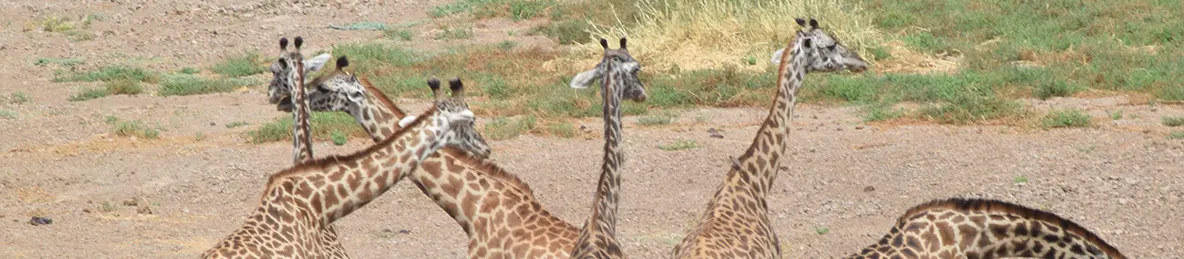 Tarangire national park