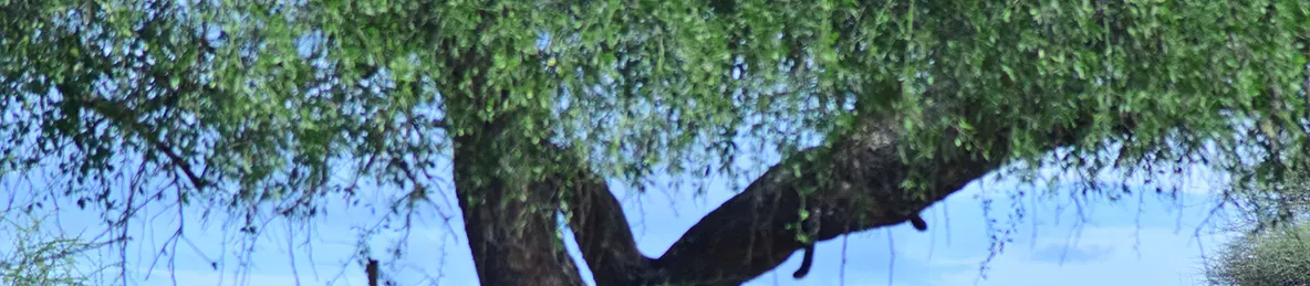 Tarangire national park