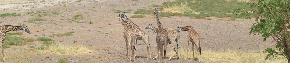 Tarangire national park