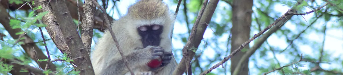 Tarangire national park
