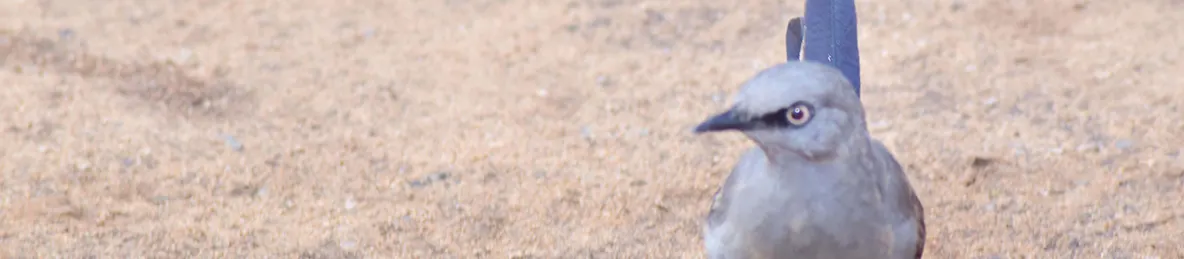 Tarangire national park