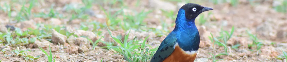 Tarangire national park