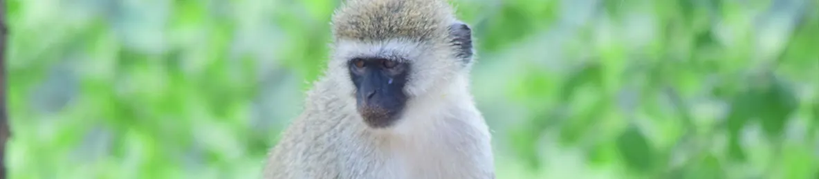 Tarangire national park