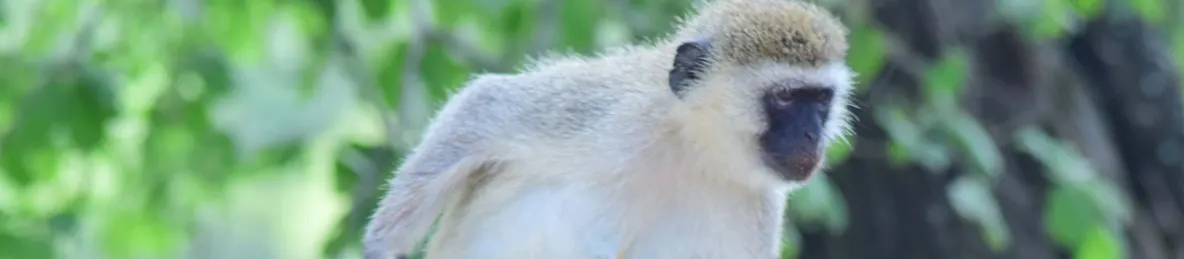 Tarangire national park