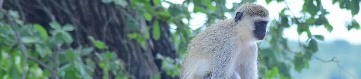 Tarangire national park