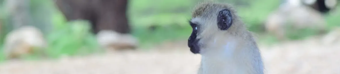 Tarangire national park