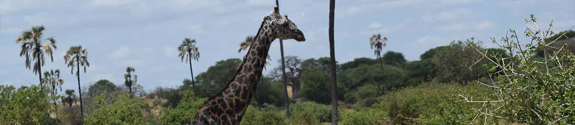 Tarangire national park