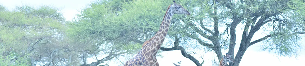 Tarangire national park