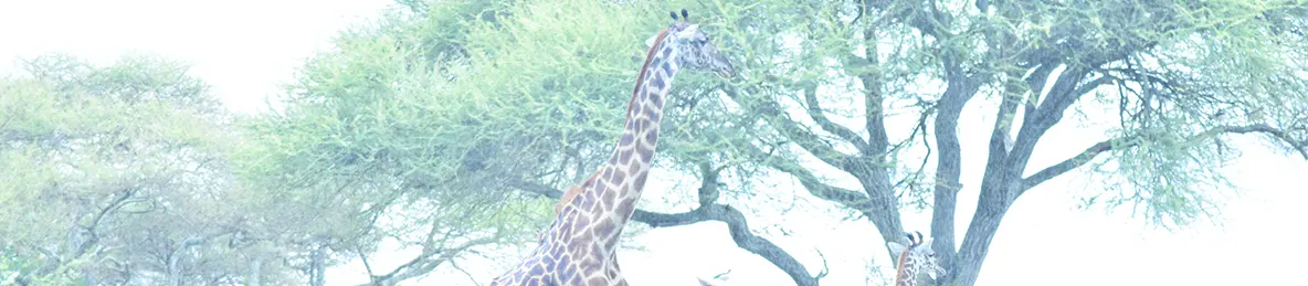 Tarangire national park