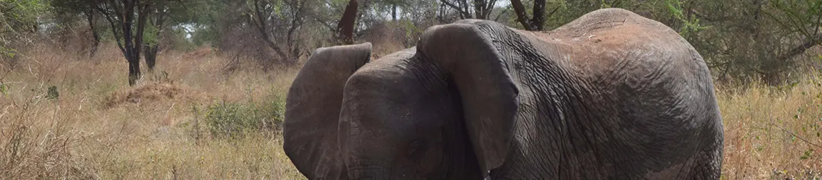 Tarangire national park
