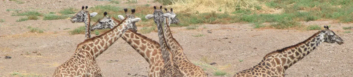 Tarangire national park