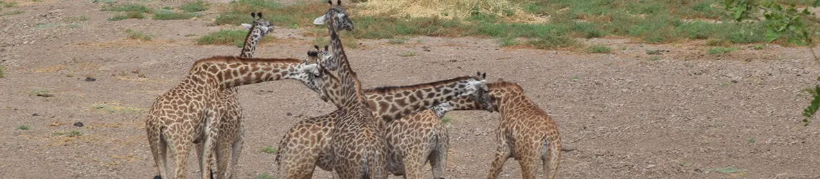 Tarangire national park