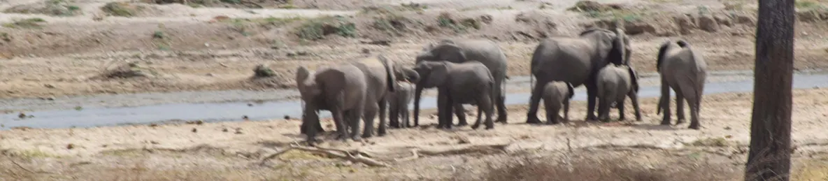 Tarangire national park