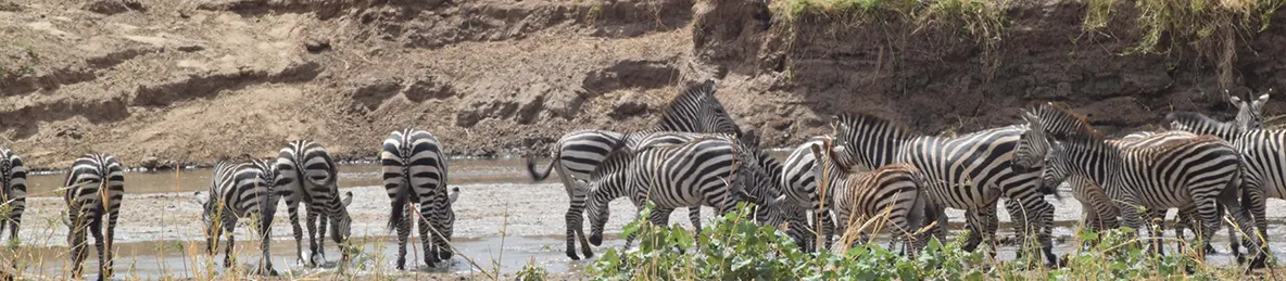 Tarangire national park
