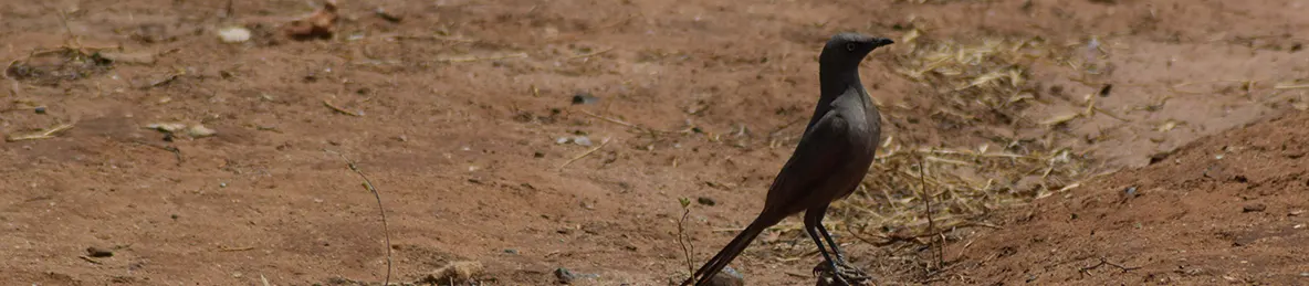 Tarangire national park
