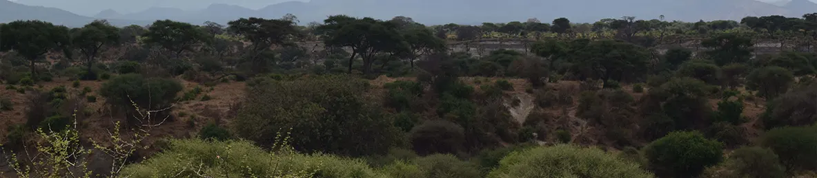 Tarangire national park