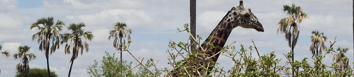 Tarangire national park