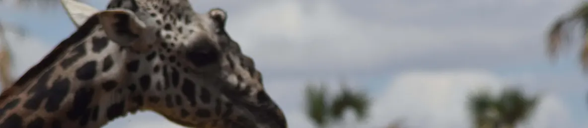 Tarangire national park