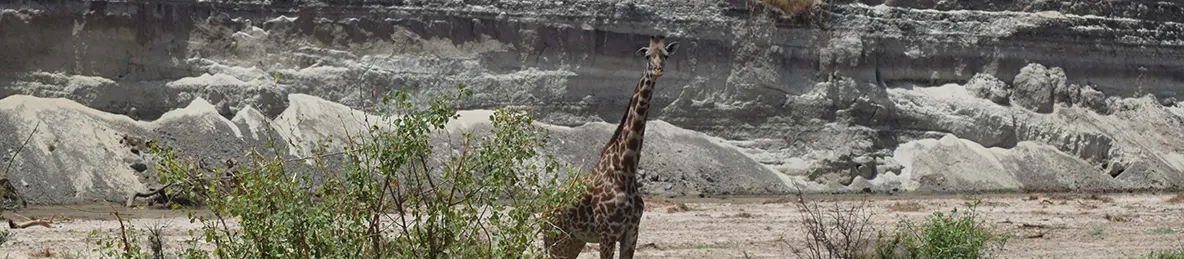 Tarangire national park