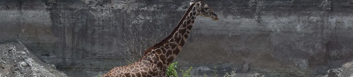 Tarangire national park