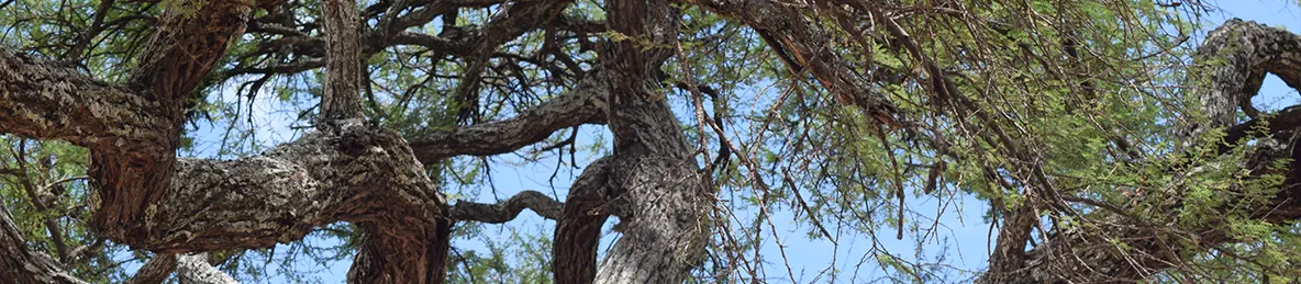 Tarangire national park
