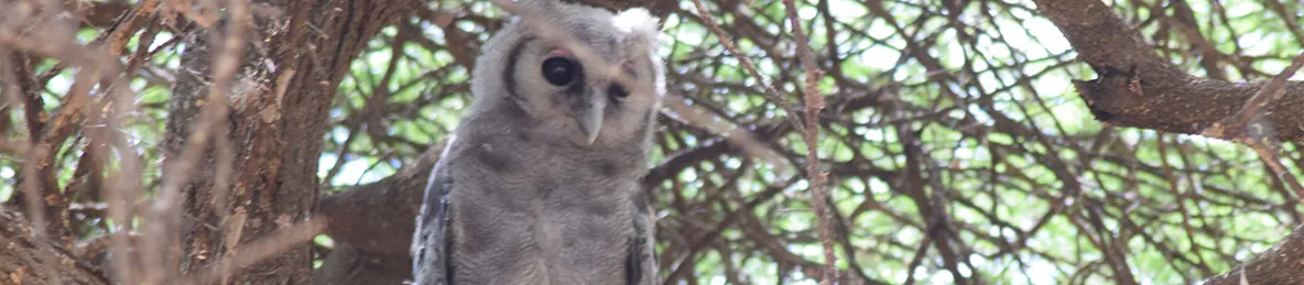 Tarangire national park