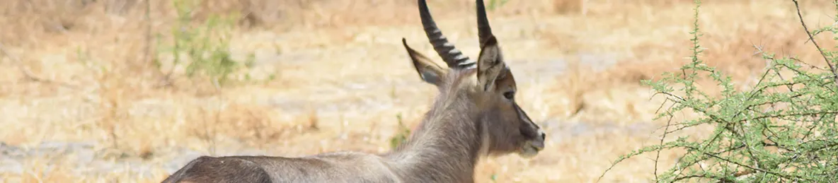 Tarangire national park