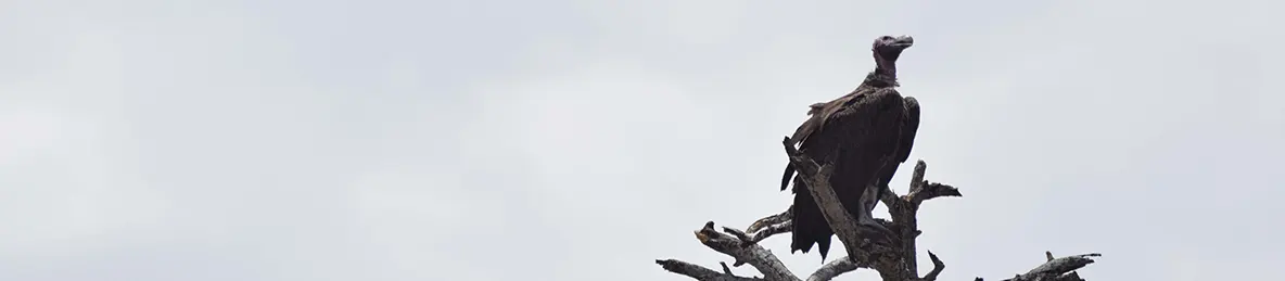 Tarangire national park