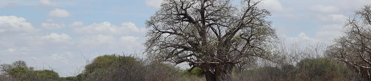 Tarangire national park
