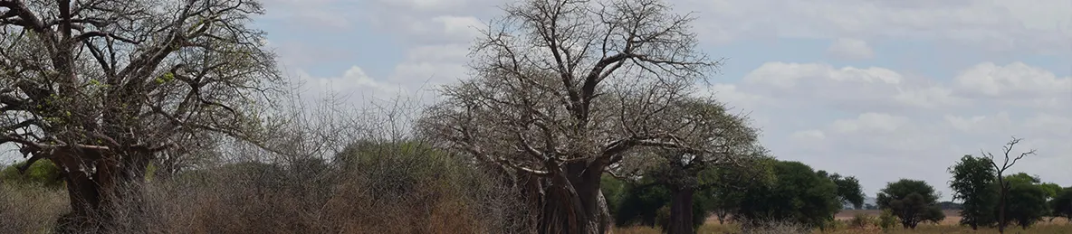 Tarangire national park