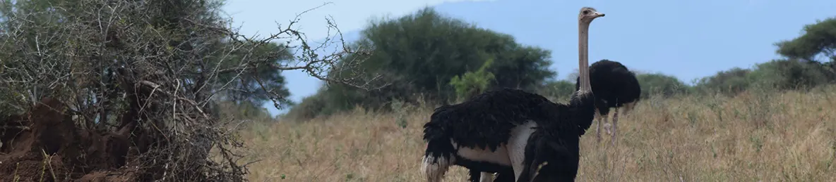 Tarangire national park