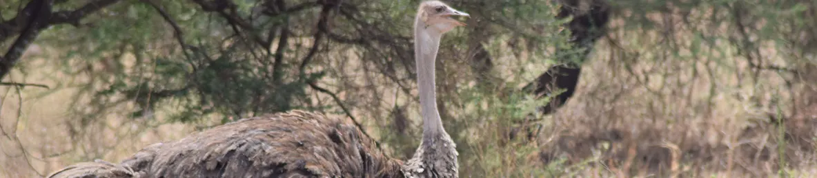 Tarangire national park