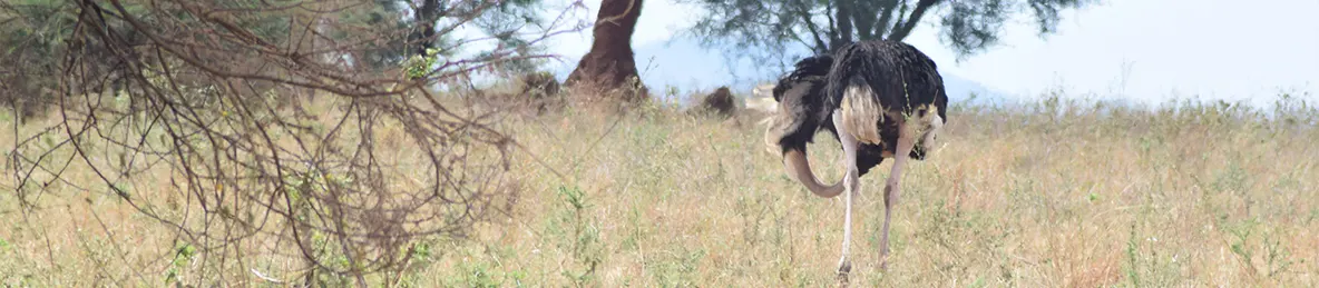 Tarangire national park