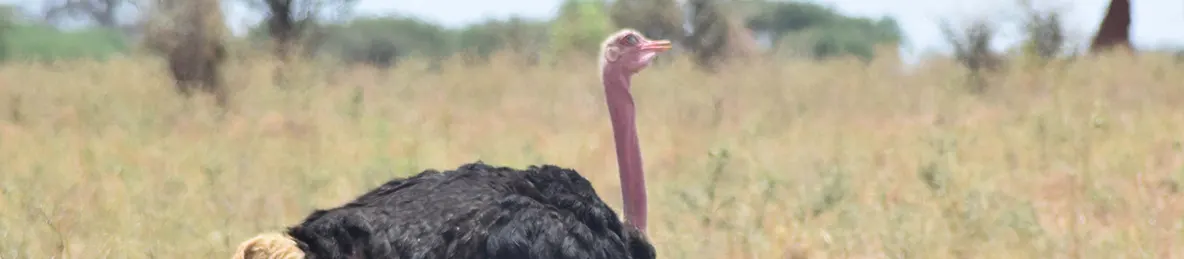 Tarangire national park