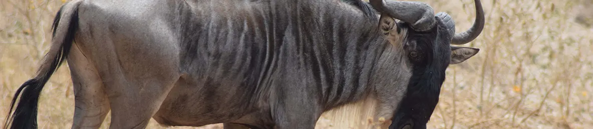 Tarangire national park