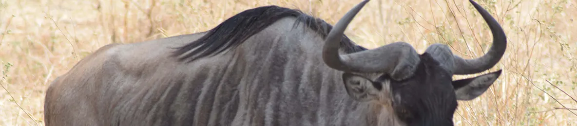 Tarangire national park