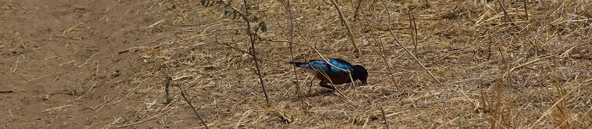 Tarangire national park