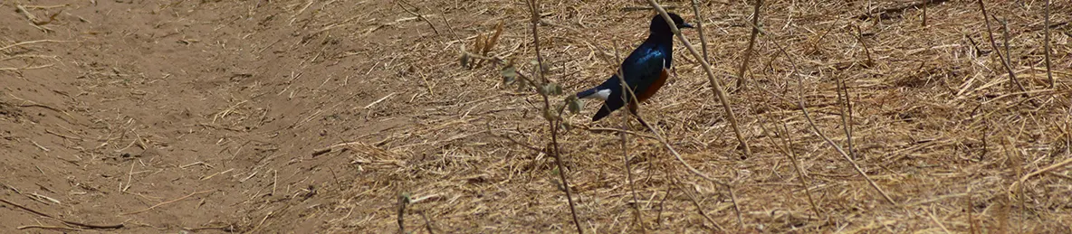 Tarangire national park