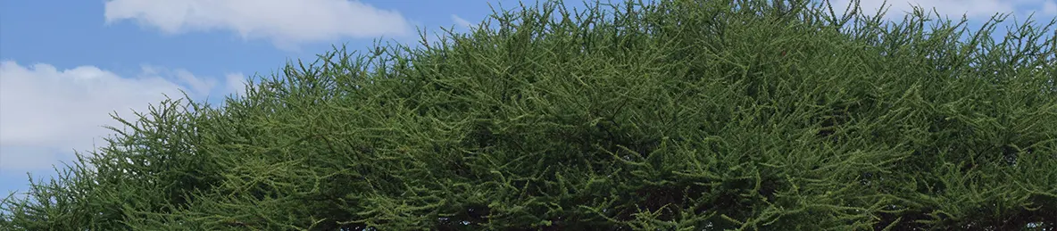 Tarangire national park