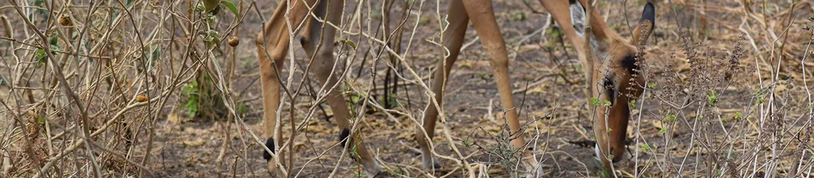 Tarangire national park