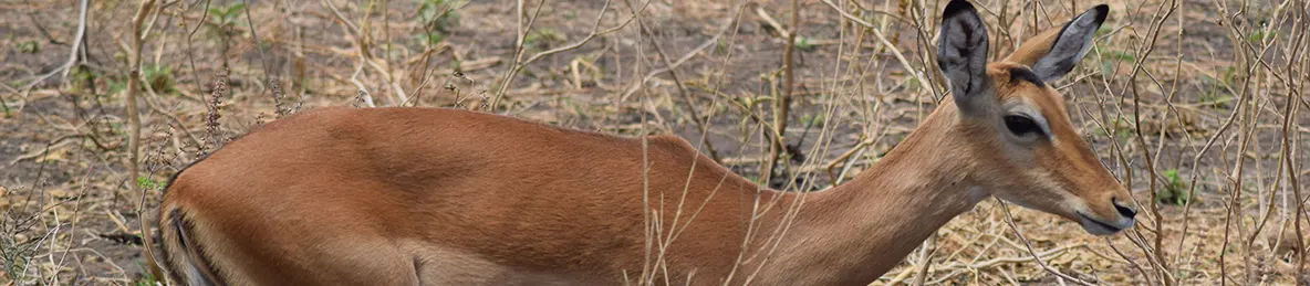 Tarangire national park