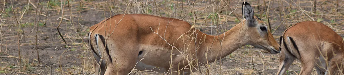 Tarangire national park