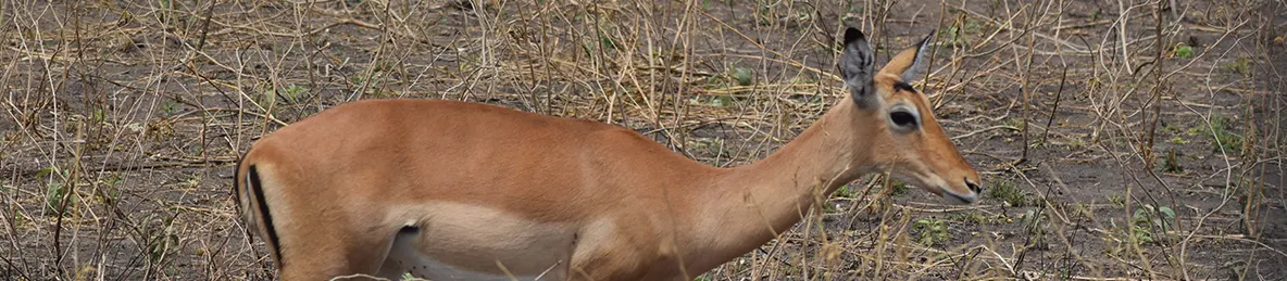 Tarangire national park